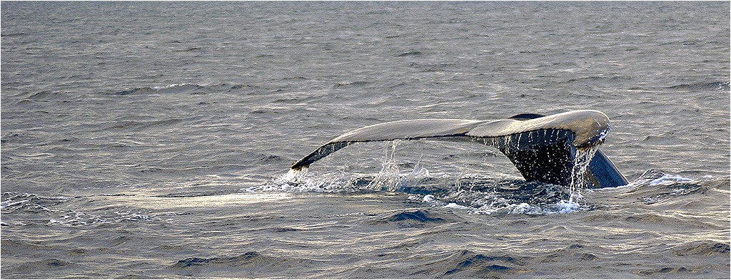 Baleines