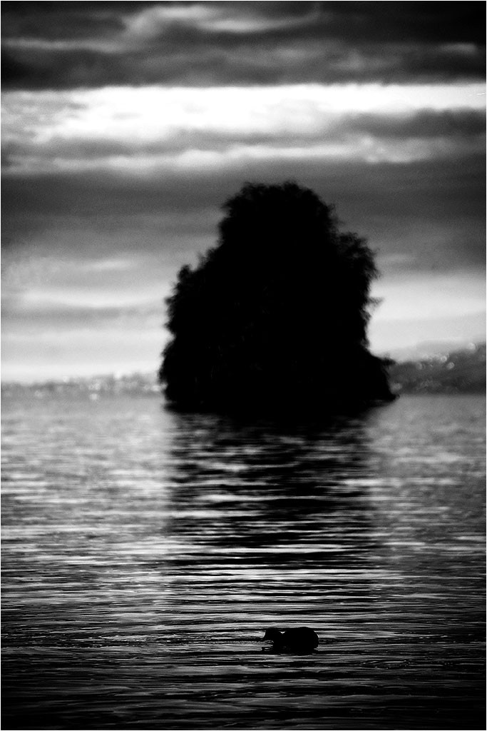 Suisse