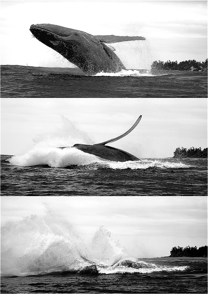 Baleines