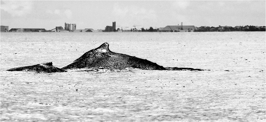 Baleines