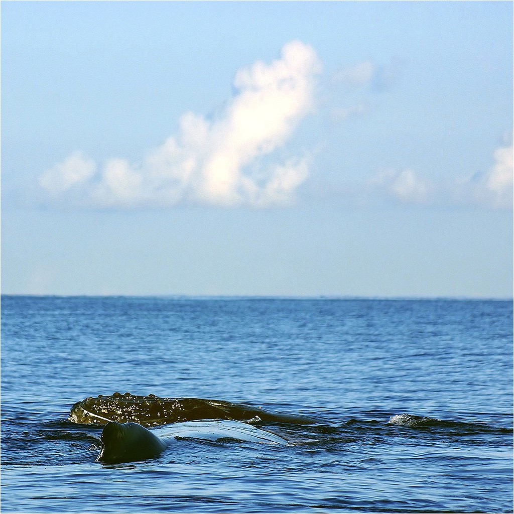 Baleines