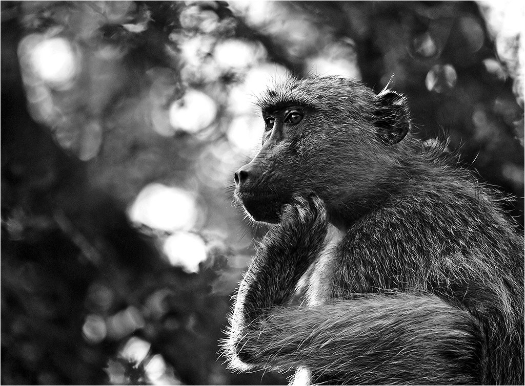 Faune