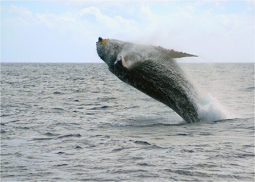 Baleines