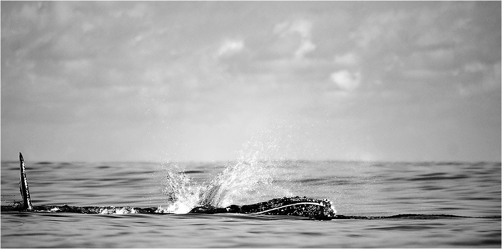 Baleines