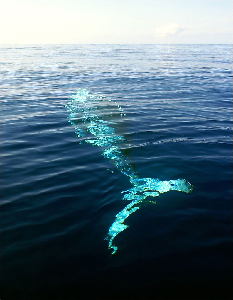 Baleines