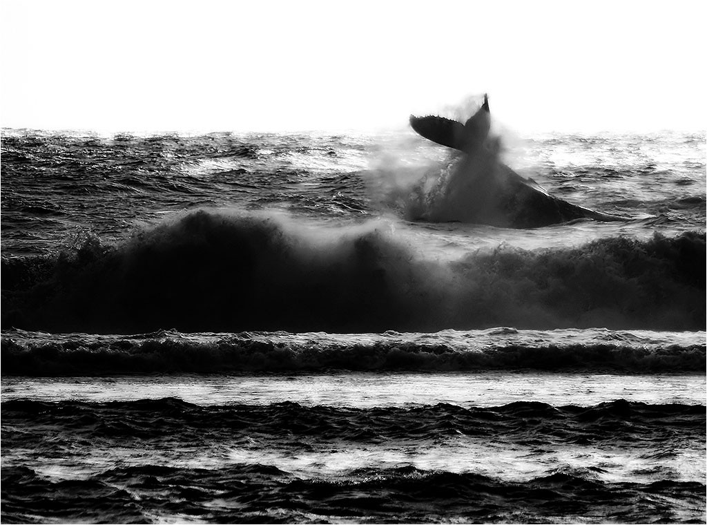 Baleines