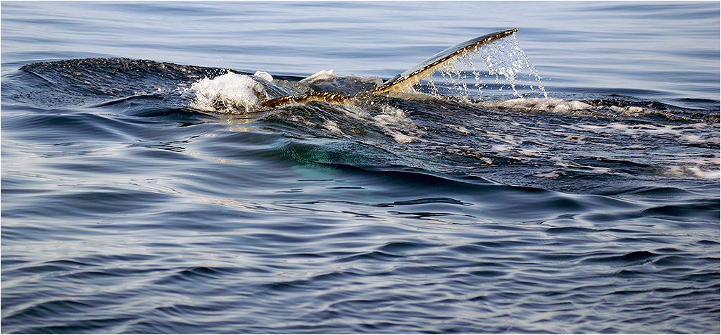 Baleines