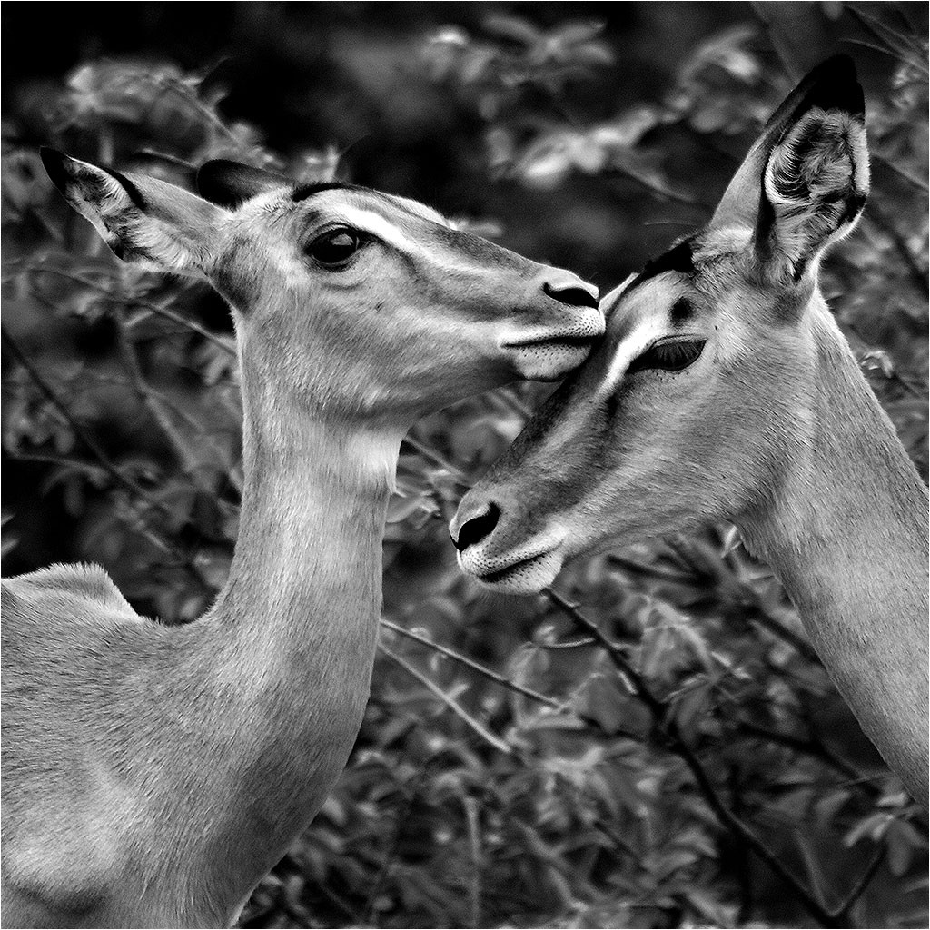 Faune