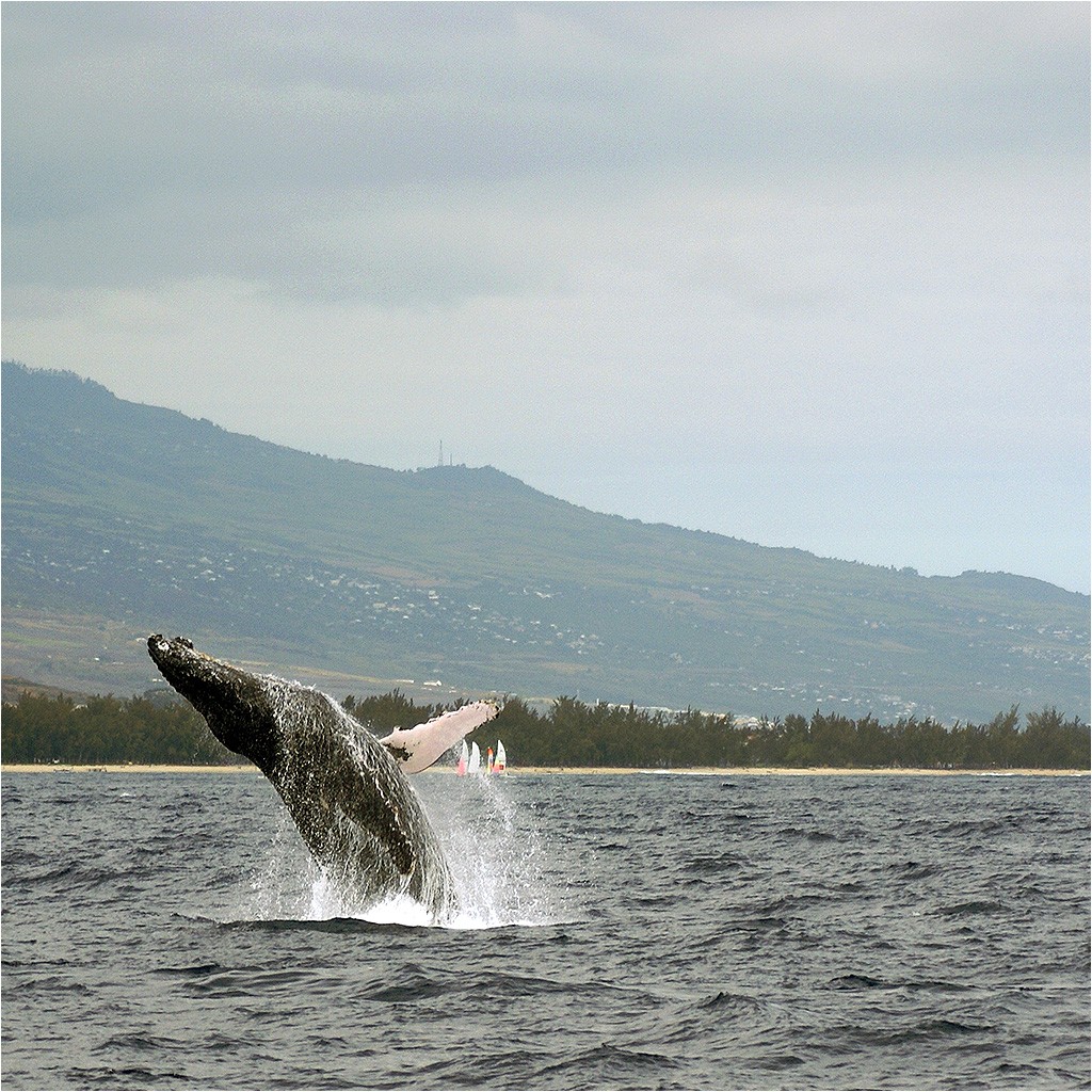 Baleines