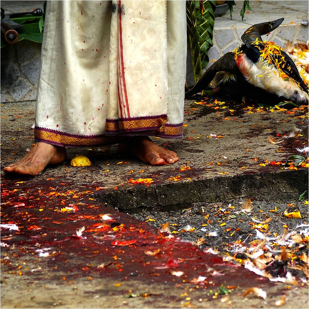 Marche sur le feu 2009