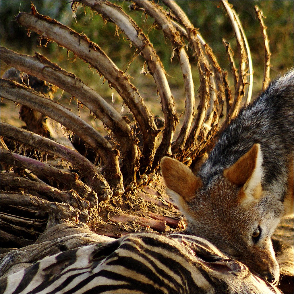 Faune