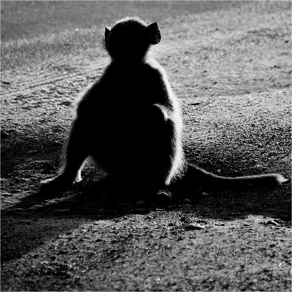 Faune