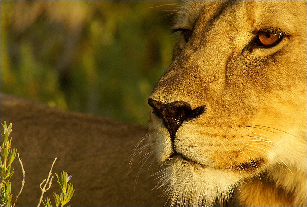 Faune