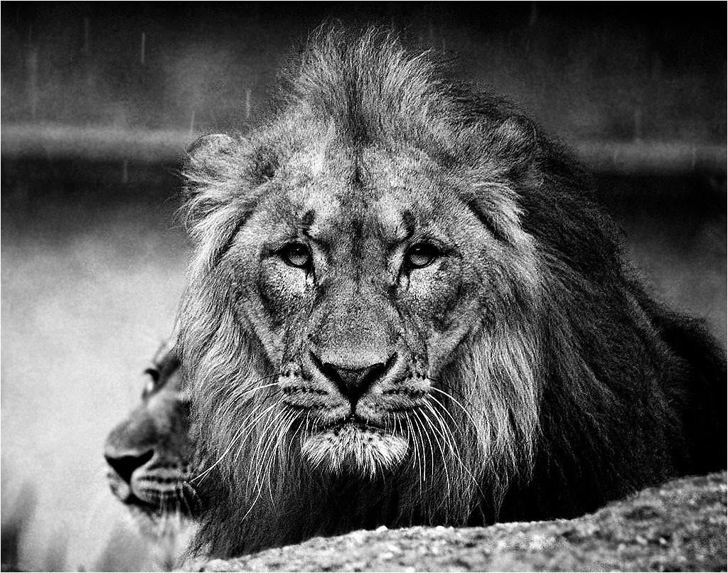 Faune