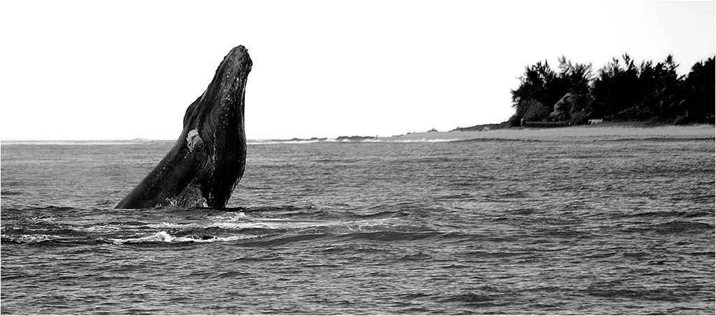 Baleines