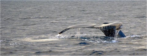 Baleines