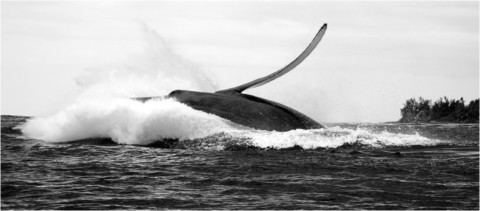 Baleines