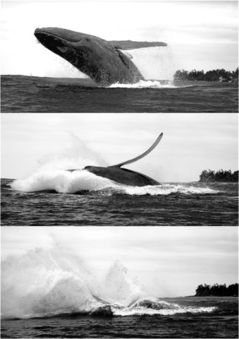 Baleines