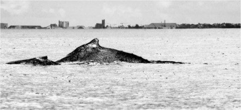 Baleines