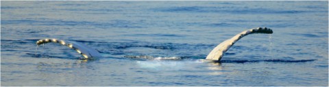 Baleines
