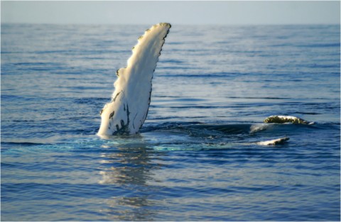 Baleines