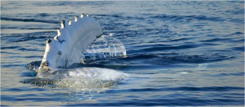 Baleines