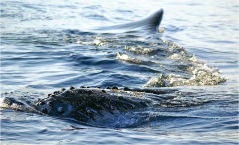 Baleines