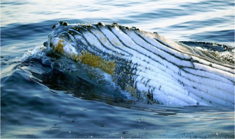 Baleines