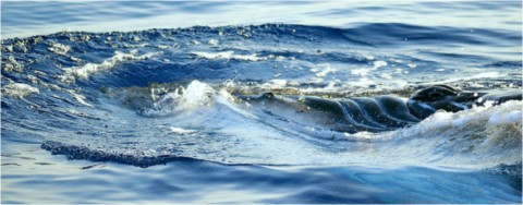 Baleines