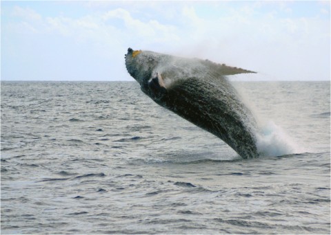 Baleines