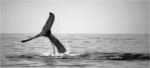 Baleines