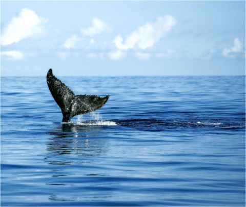 Baleines