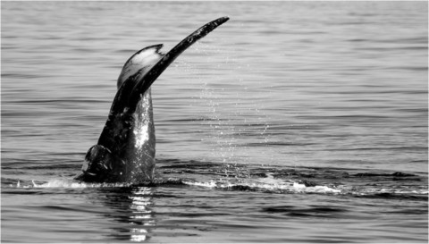Baleines