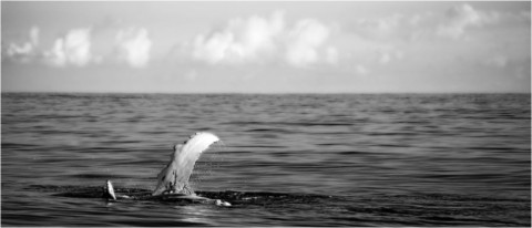 Baleines