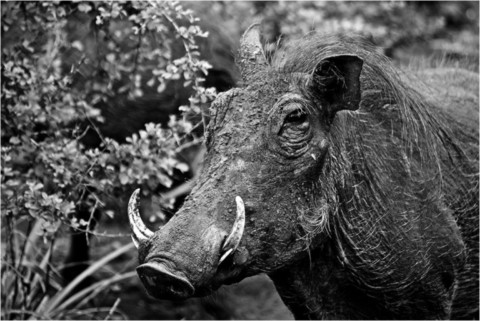 Faune