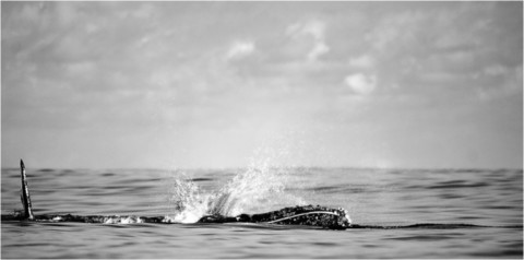 Baleines