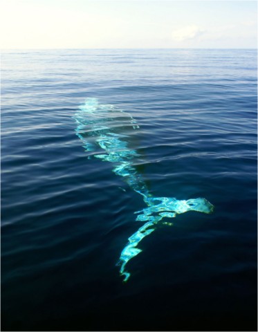 Baleines