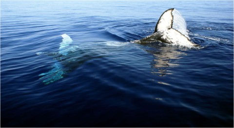 Baleines