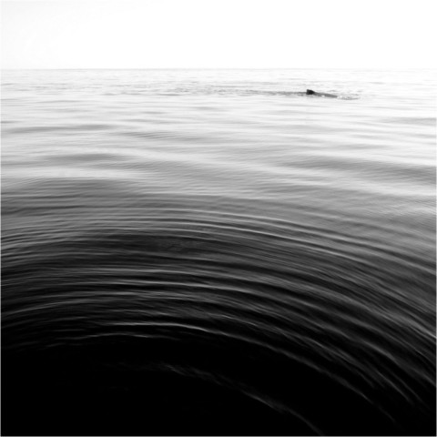 Baleines
