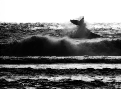 Baleines