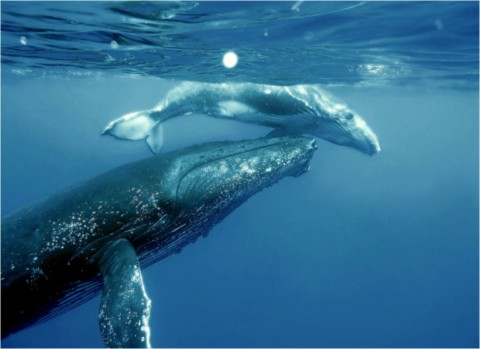 Baleines