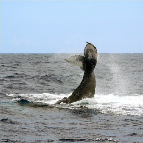 Baleines