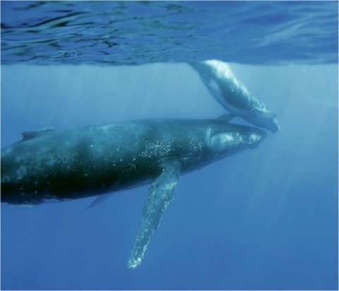 Baleines