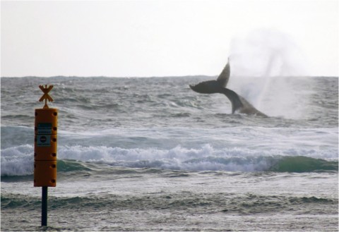 Baleines