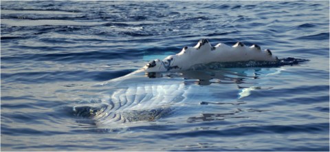 Baleines