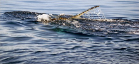 Baleines