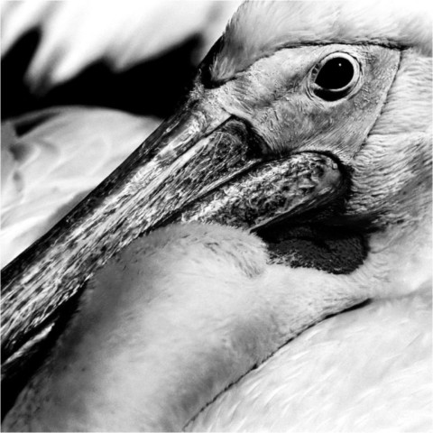 Faune