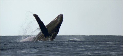 Baleines