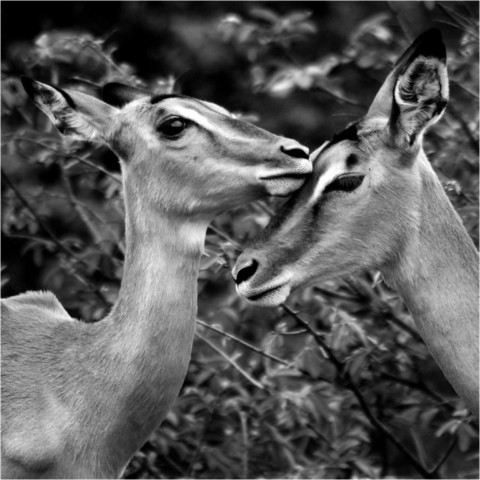 Faune