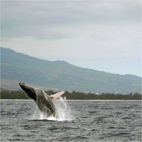 Baleines